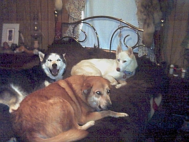 dogsjam253.jpg